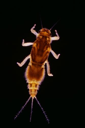 Caenis sp.