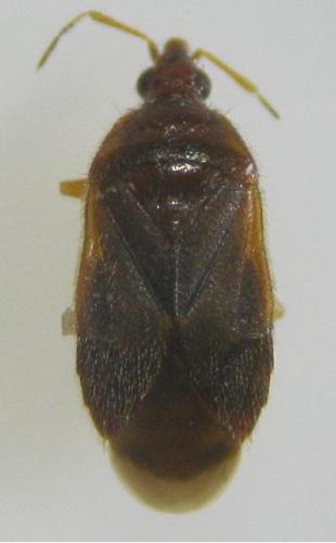 Réf. 97 392 : Cardiastethus fasciiventris