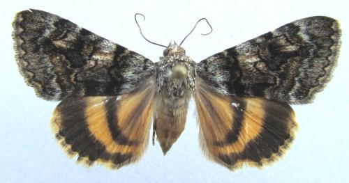 Catocala nymphagoga