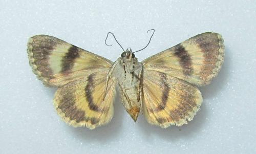 Catocala nymphagoga
