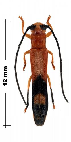 Réf. 97 992 : Dirphya argenteovittata