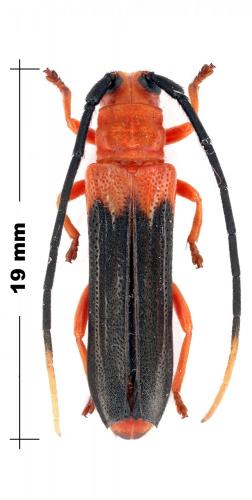 Réf. 97 424 : Leuconitocris pascoei