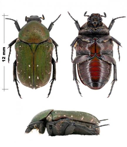 Paralleucosma glycyphanoides