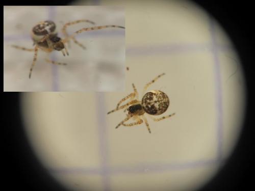 Metellina sp.
