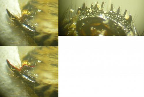 Megachile rufescens