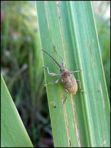 Curculio elephas