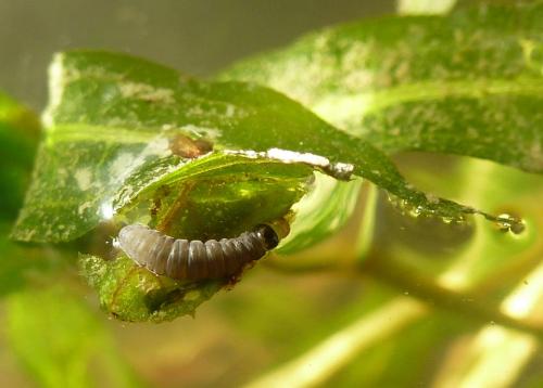 Réf. 97 487 : Cataclysta lemnata