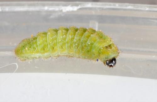 Réf. 97 395 : Leptotes pirithous