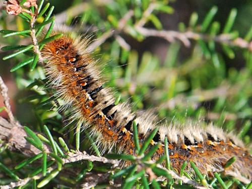 Lasiocampa quercus