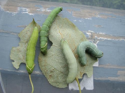 Smerinthus cerisyi