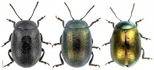 Réf. 97 684 : Chrysolina hyperici
