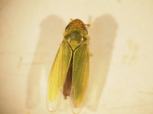 Hortensia similis