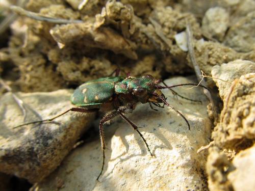 Réf. 97 796 : Cicindela maroccana pseudomaroccana