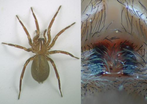 Réf. 97 715 : Cicurina cicur
