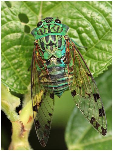 Zammara smaragdina