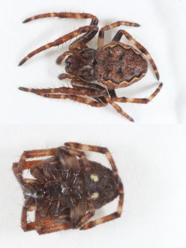 Nuctenea umbratica