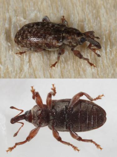 Réf. 97 845 : Dorytomus sp.