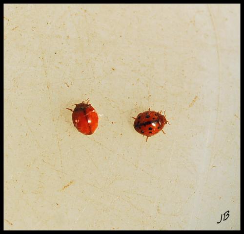 Réf. 97 472 : Subcoccinella vigintiquatuorpunctata