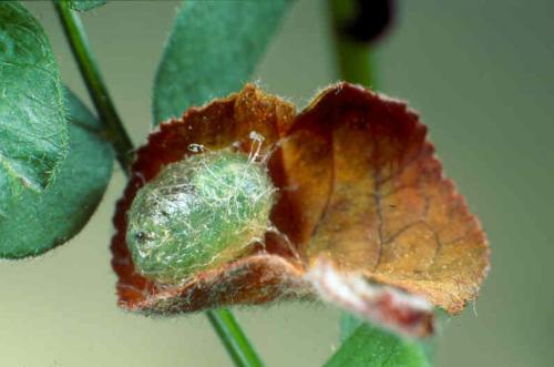 Réf. 97 334 : Hypera sp.