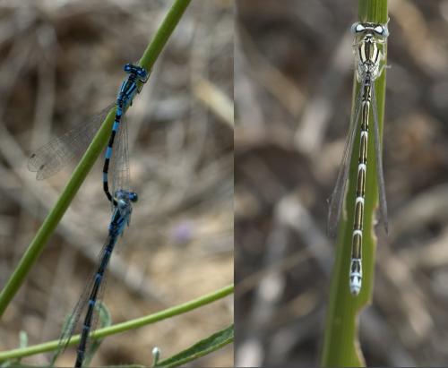 Réf. 97 542 : Coenagrion caerulescens