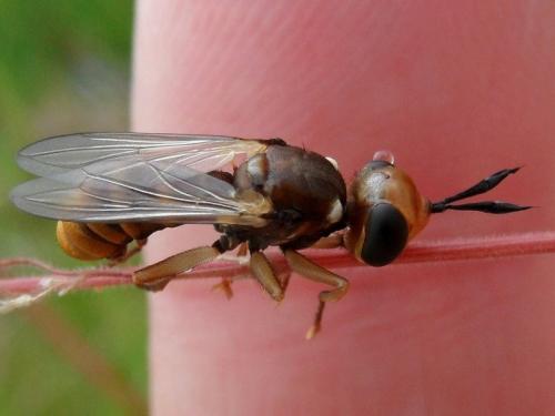 Réf. 97 599 : Abrachyglossum capitatum