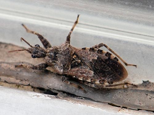 Coranus griseus