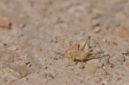 Platycleis sp.