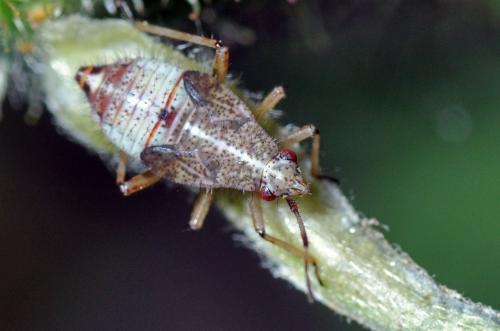 Deraeocoris flavilinea