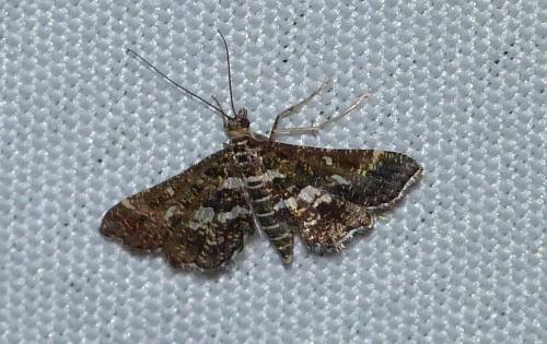 Réf. 97 316 : Diasemiopsis ramburialis