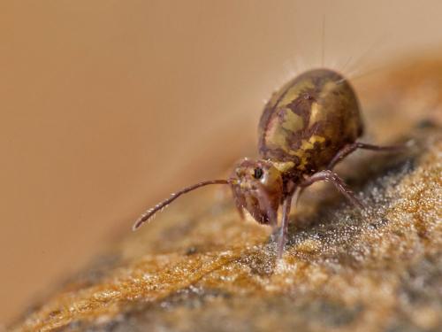 Dicyrtoma fusca