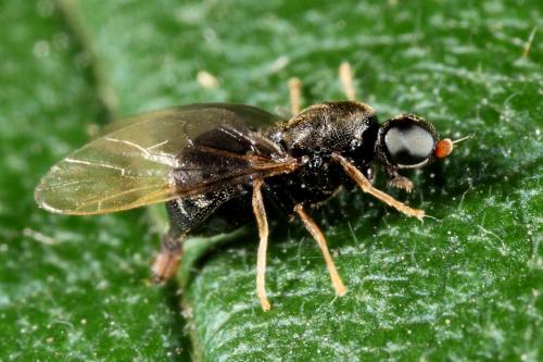 Réf. 97 696 : Pachygaster atra