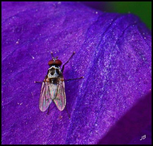 Anthomyia sp.