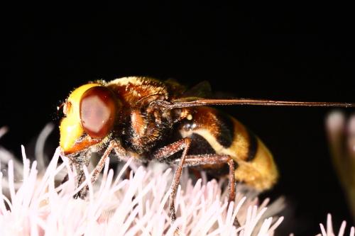 Volucella zonaria