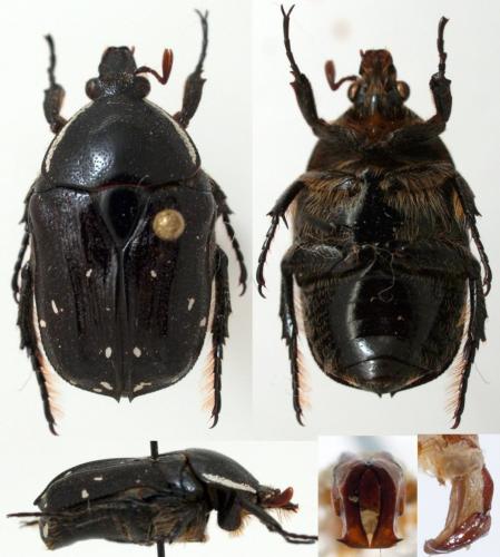 Systellorrhina sp.
