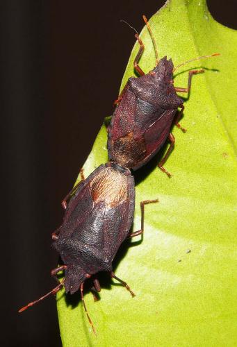 Réf. 97 875 : Tropicorypha minor