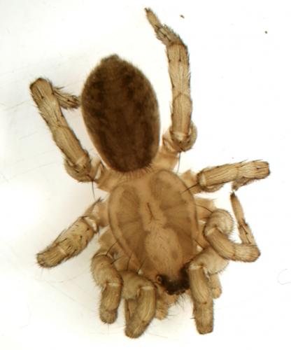 Trochosa sp.