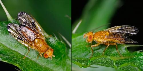 Xyphosia miliaria