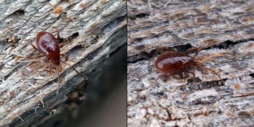Pergamasus sp.