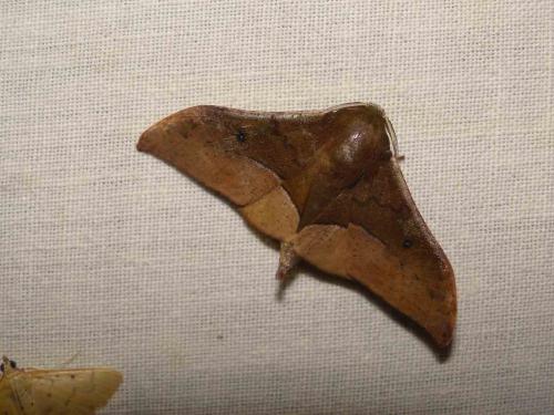 Plegapteryx sp.