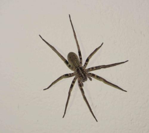Ctenus sp.