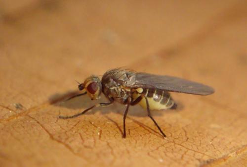 Phytomyza gymnostoma