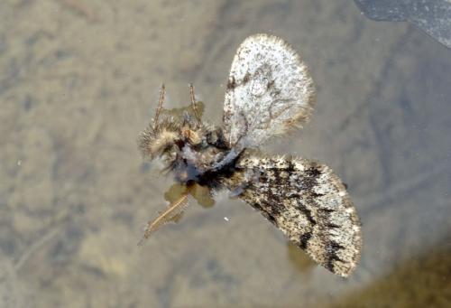 Réf. 97 983 : Apocheima hispidaria