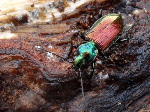 Agonum sexpunctatum
