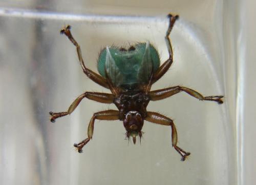 Crataerina pallida