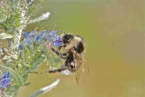 Bombus sp.