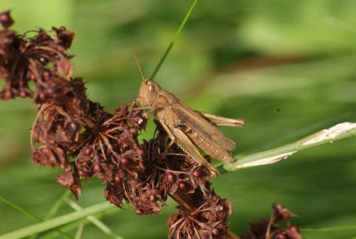 Chorthippus dorsatus dorsatus