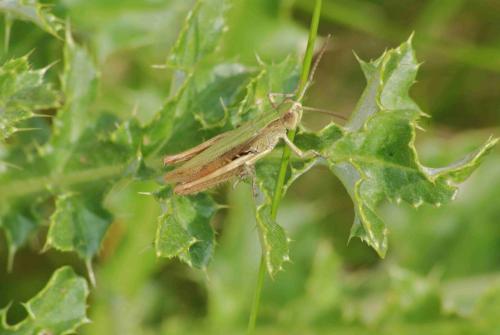 Chorthippus dorsatus dorsatus