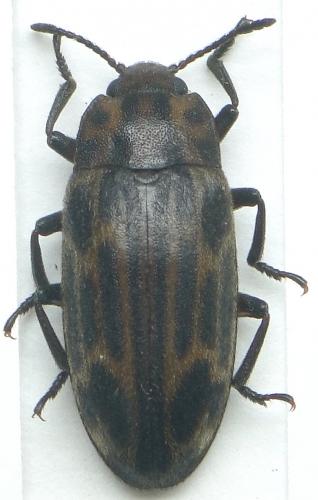 Episcapha sp.