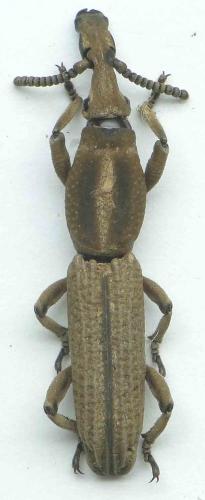 Rhinopteryx foveipennis