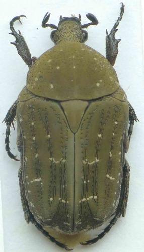 Polystalactica stellata